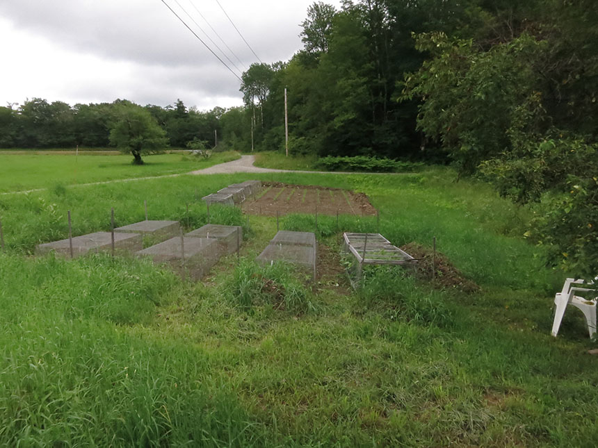 one year seedling nursery photo