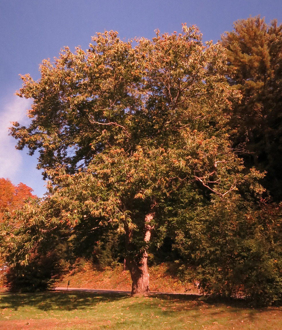  A Chestnut seed tree