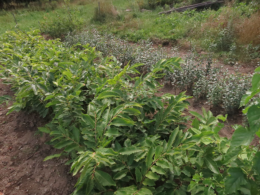 Chestnuts and pears photo